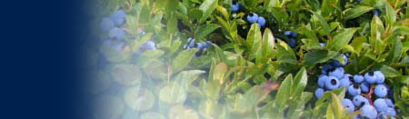 Frozen Nova Scotia Blueberries