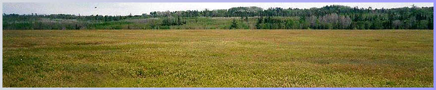 Canadian Mountain Blueberry Field
